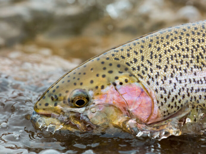 Fly Fishing Guide - Montana Trout Outfitters